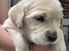 Light/English Cream Golden Retriever 