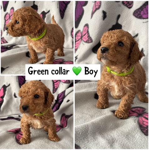 English Cocker Spaniel – stunning F2 cockapoos