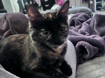 cats ready to go home – Las Vegas