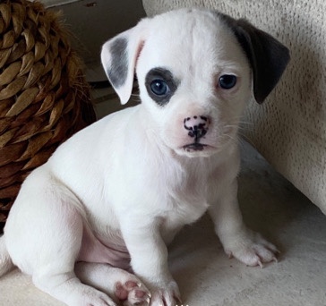Chihuahua – biggie baby