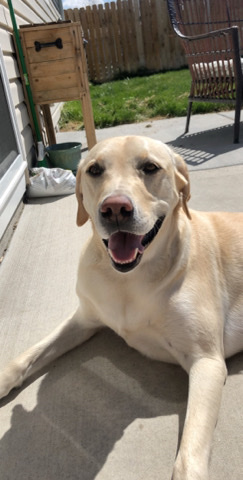 Labrador Retriever – Rehoming lab