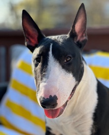 Bull Terrier – Bull Terrier 8 months old
