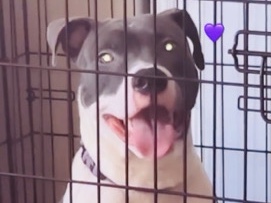 American Pit Bull Terrier – pitbull – Brockton