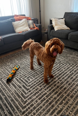 Golden Doodle puppy