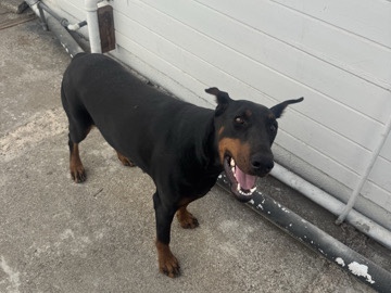 European Doberman 