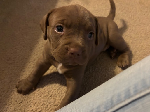 American Staffordshire Terrier – Lola – Live Oak