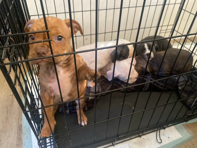 Bull Terrier (Miniature) – Pocket bully pups