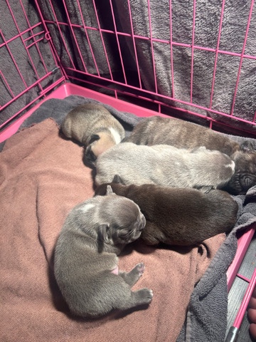 French Bulldog – puppys