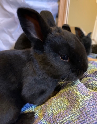 Rex – Rex Rabbit