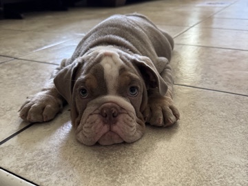 Olde English Bulldogge – English Bulldog Puppies – Stockton