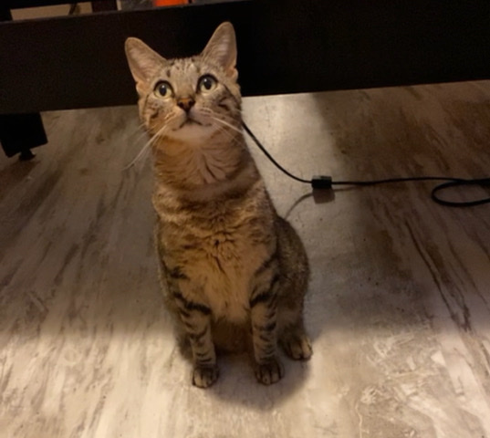 Russian White, Black and Tabby – Tabby Cat/ Mei