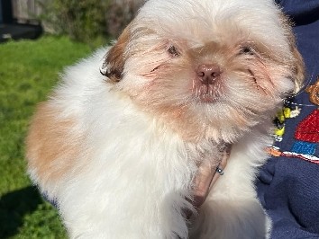 Shih Tzu – liver Shih-Tzu – Salt Lake City
