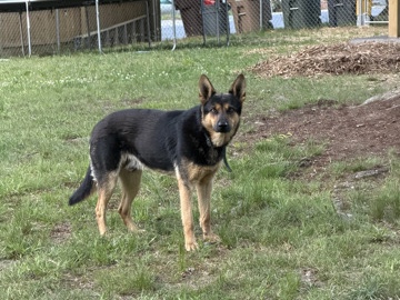German Shepherd – German Shepherd – Greensboro