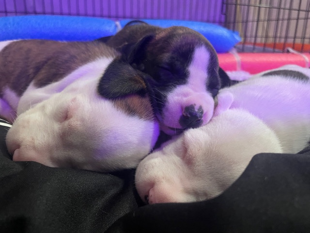 Boxer – BullBoxer pups