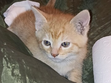 gatitos y su mamá – Ciudad Nicolás Romero