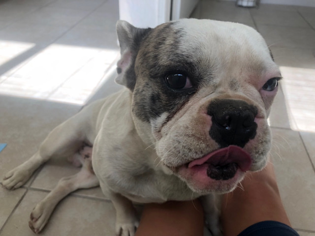 French Bulldog – french bulldog for sale