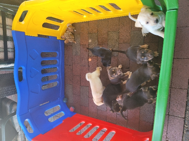 Australian Kelpie – puppy's
