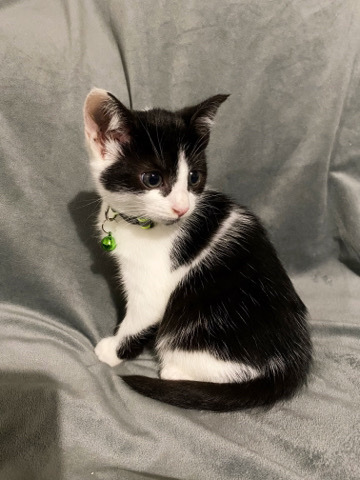 2 gorgeous black and white kittens