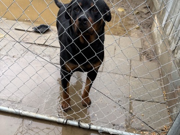 Labradoodle - diesel  available for adoption in Fresno