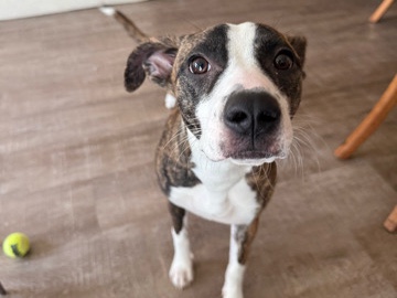 American Staffordshire Terrier – Friendly Staffordshire Terrier Mix – Lillington