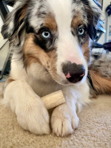 Australian Shepherd – Australian Shepherd