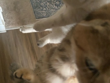 Scottish Fold - doesn’t have paper work has shots want 450 available for adoption in Wilmington