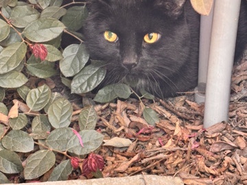male black 6 year old cat – Visalia