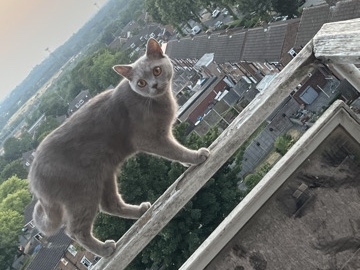 British Shorthair – Beautiful British Shorthair Female – 1.5 Years Old – Walsall – Walsall