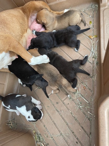 American Pit Bull Terrier – mixed pit puppies