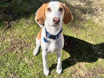 Beagle – beagle hound puppy for sale – Orlando