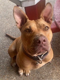 American Pit Bull Terrier – Daisy