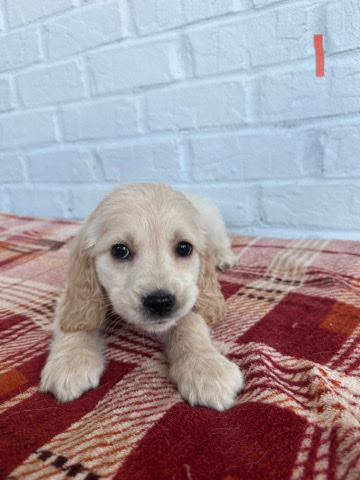 Golden Retriever – Golden Retriever x Cocker Spaniel Puppy (Izzy)