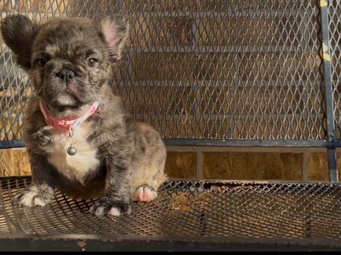 French Bulldog – fluff frenchie