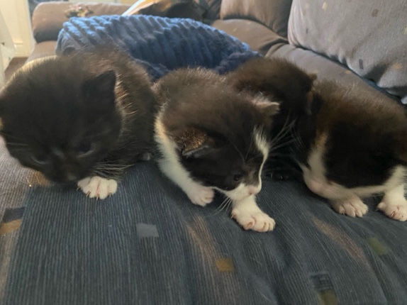 Tuxedo Kittens