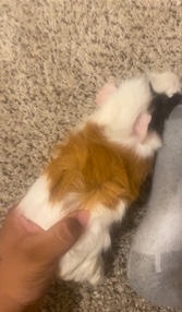 male guenie pig