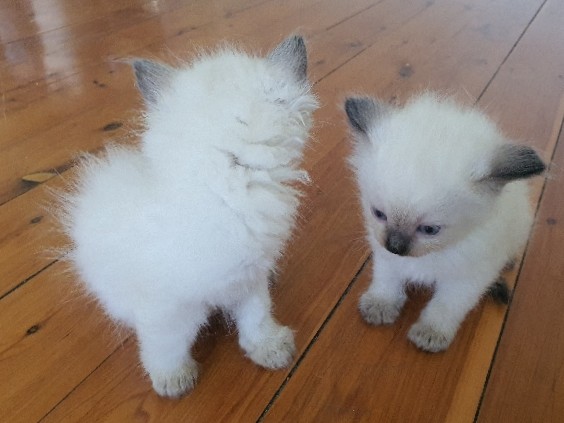 Foldex – ragdoll kitten