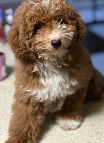 Poodle – Beautiful Exotic Mini Poodle