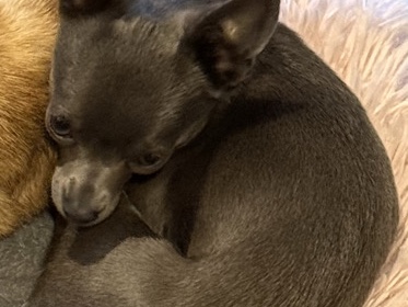 $$$ VERY RARE BLUE CHIHUAHUA 15mths DOG