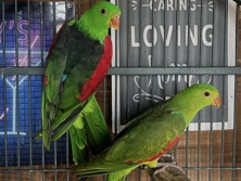 parakeets 