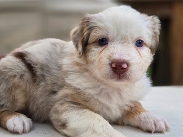 Lilly a Purebred Australian Shepherd