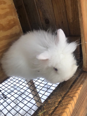 Lionhead – rabbits