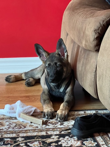 German Shepherd – dog for sale