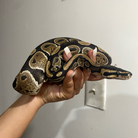 snake