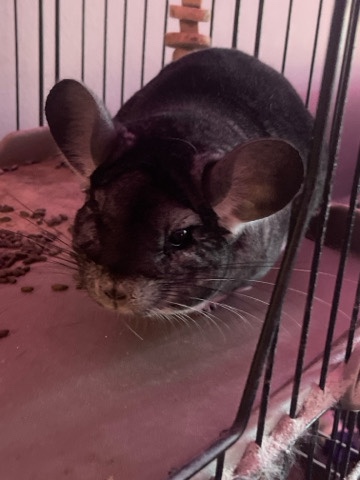 chinchilla – Chinchilla with cage + supplies