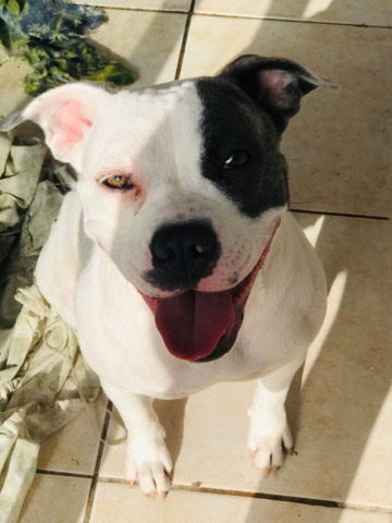 American Pit Bull Terrier – selling 2 pitbulls