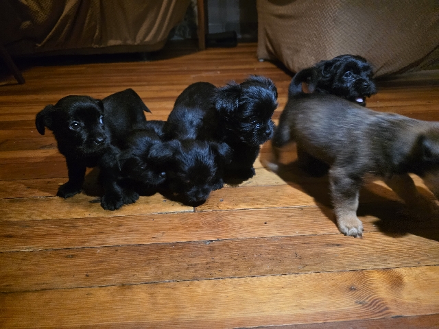 Yorkshire Terrier – Yorkies – Richmond