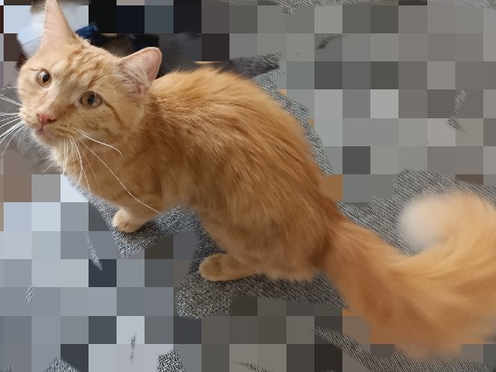 "Carlo" Kater Langhaar organge – Siegen