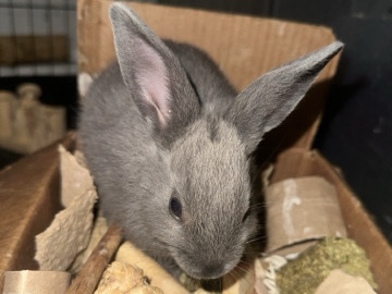 Lionhead – lionhead/mini rex mix bunnies – Brandon