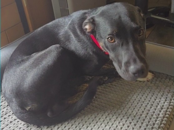 Mixed Breed – Rehoming-Sushi – Spokane