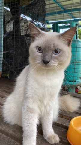 Mixed Cat for SALE!!